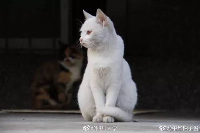扑街猫,扑街,扑街仔_大山谷图库