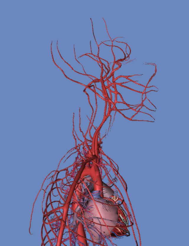 人體血管模擬 3d圖 動畫版(超清晰)