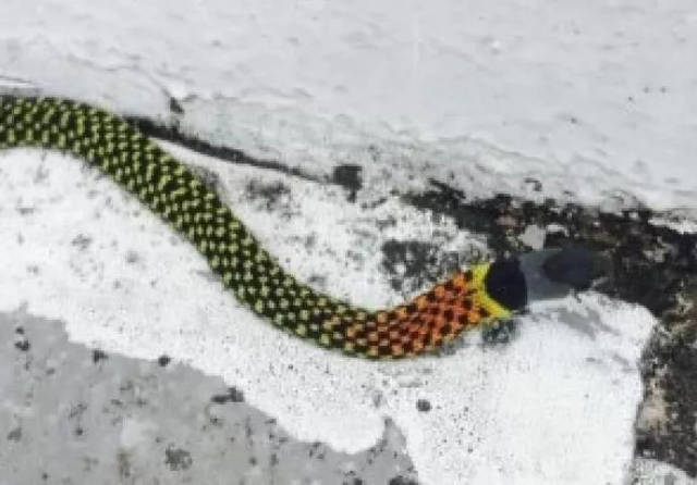 罗平惊现罕见毒蛇,布满花斑头顶彩环