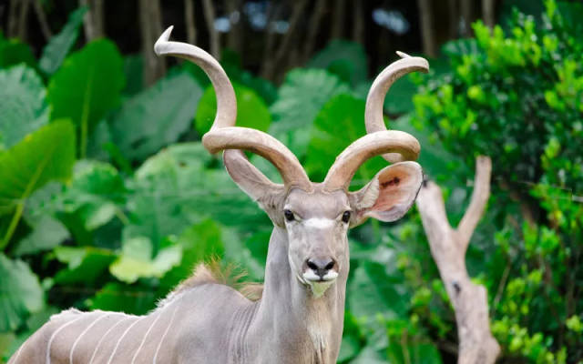 有漂亮大角的大弯角羚