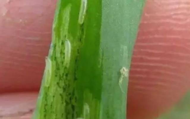 「全」大蒜的全套种植技术及高产方案整理,值得收藏!