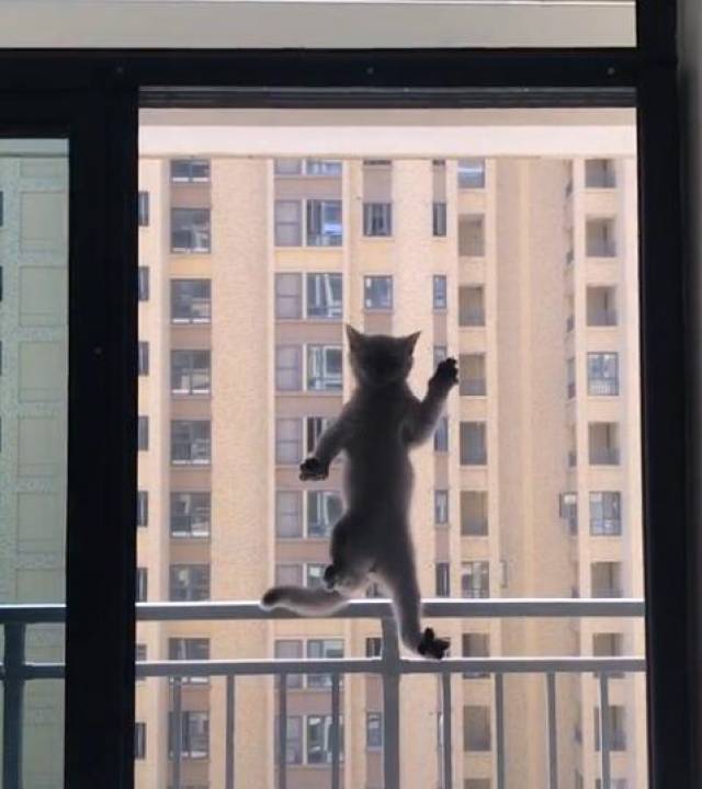 家中猫咪乱咬东西,女子将猫关在阳台,第二天早晨看到无语的画面