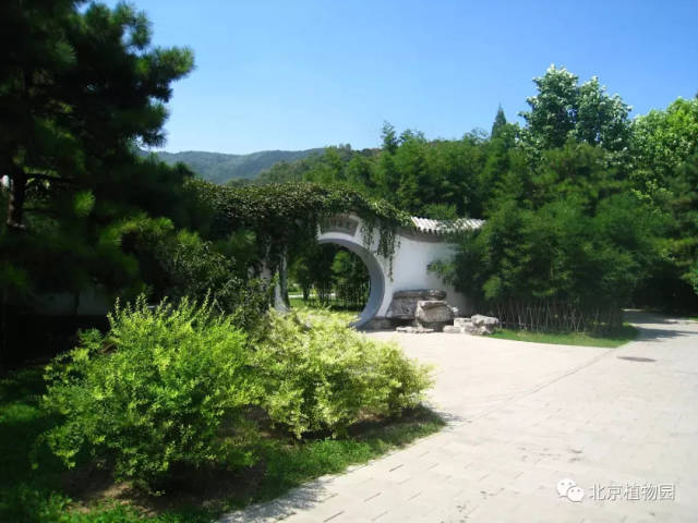 植物园里的竹子,你认识几种?
