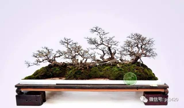 岭南盆景技法二十四诀（建议收藏）_作品