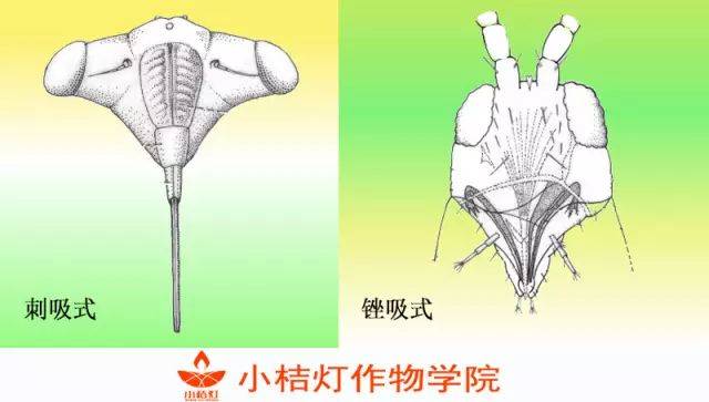 蓟马科昆虫的口器(嘴巴)为锉吸式口器,左右不对称犹如两把锉刀