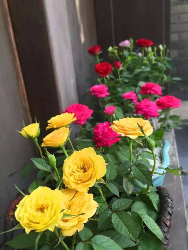 迷你玫瑰家庭盆栽养护指南