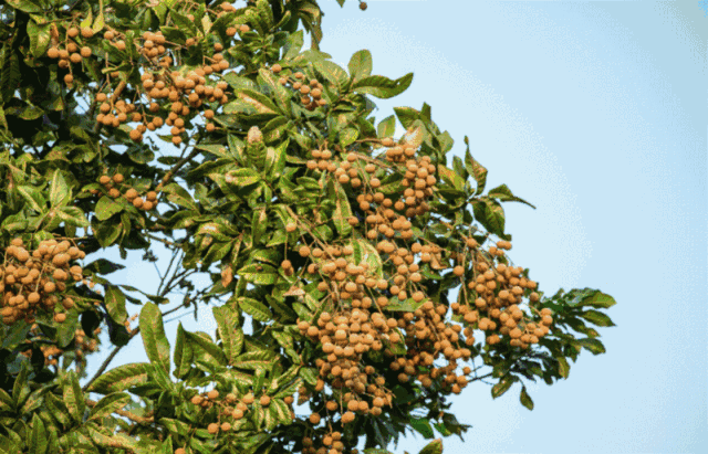 640_411gif 动态图 动图