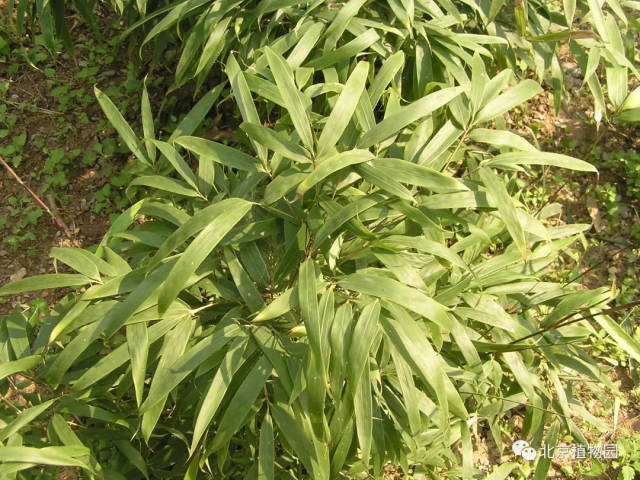 绿植像竹子的种类图片
