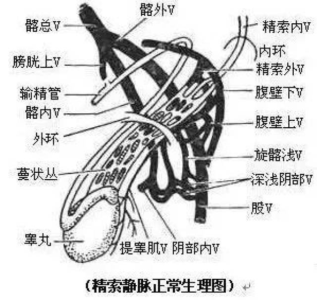 袁医生告诉大家,这其实是男科临床常见疾病之一