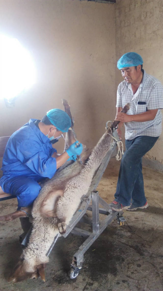 新户镇肉羊冻精埋栓580只 超额3倍完成冻精任务