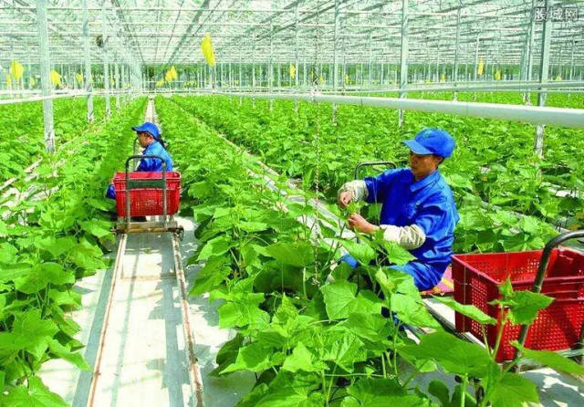 产业融合是实现农业高质量发展的关键