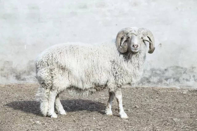 国内这么多羊,凭什么盐池滩羊敢称"中国滩羊?