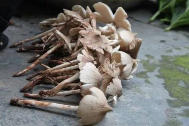 充沛 每次下雨之后就会约上小伙伴 到玉米地,花生地周围去找伞把菇