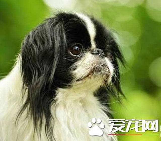 什么狗最干净最好养 这六种狗狗绝对是狗界里