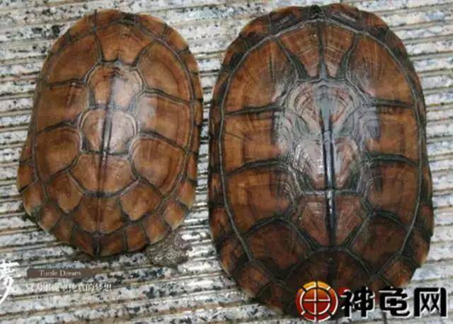 北石大青头与小青头的区别