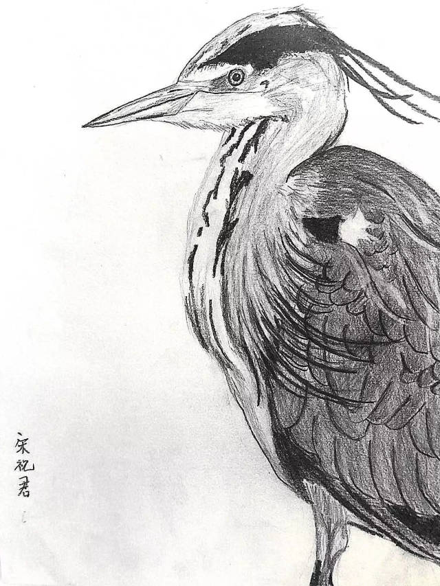 一画美术▏动物素描鸟五年级以上课程分享