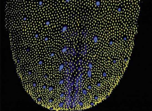 味觉天才的舌头有多少个味蕾味觉白痴喜欢重口味