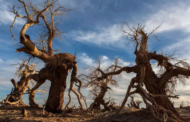 荒漠中顽强不屈挺立的 【怪树林】