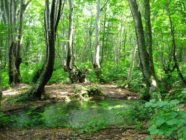 狮子鼻湿地位于鸟海山麓北侧,被原生森林包围,可以观赏到丰富的绿色