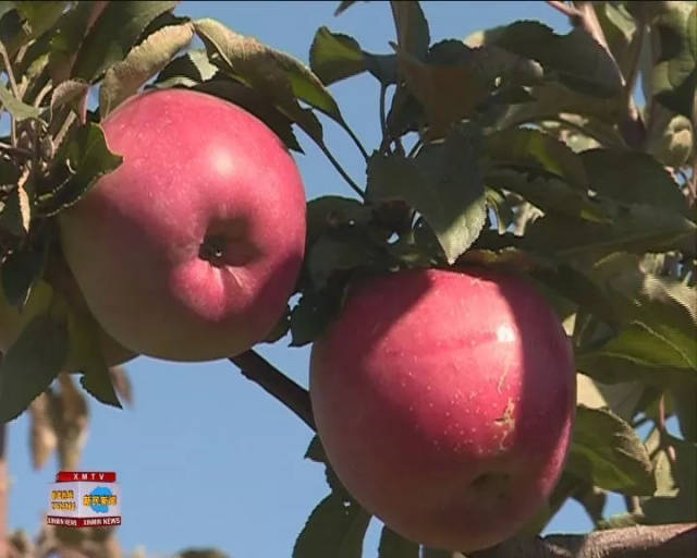 农业| 新农村镇夏红苹果走俏大连市场