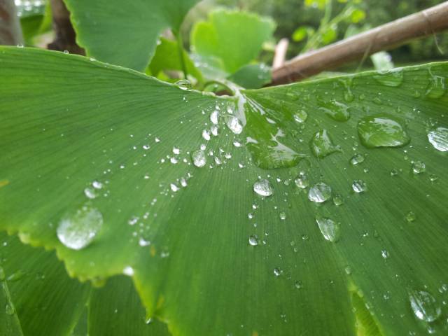 郭玲玲原創組詩:又到陰雨連綿時丨走過秋夢的雨丨天邊,那片草原