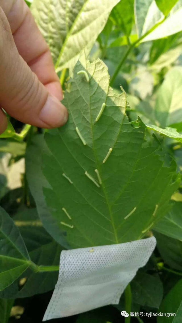 em原露治豆虫拉稀,又生产无农药污染大豆,这办法好!