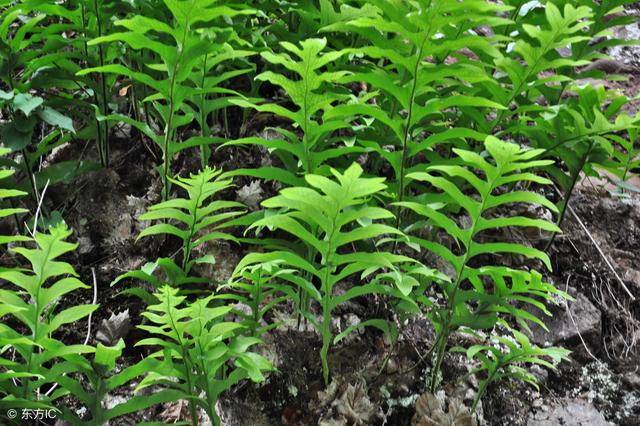 骨碎补的主要功效:补肾强骨,续伤止痛.