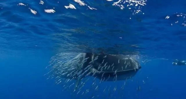 这是由鲸鱼的进食习惯和消化过程决定的 只是不要在鲸鱼的肚子里待得