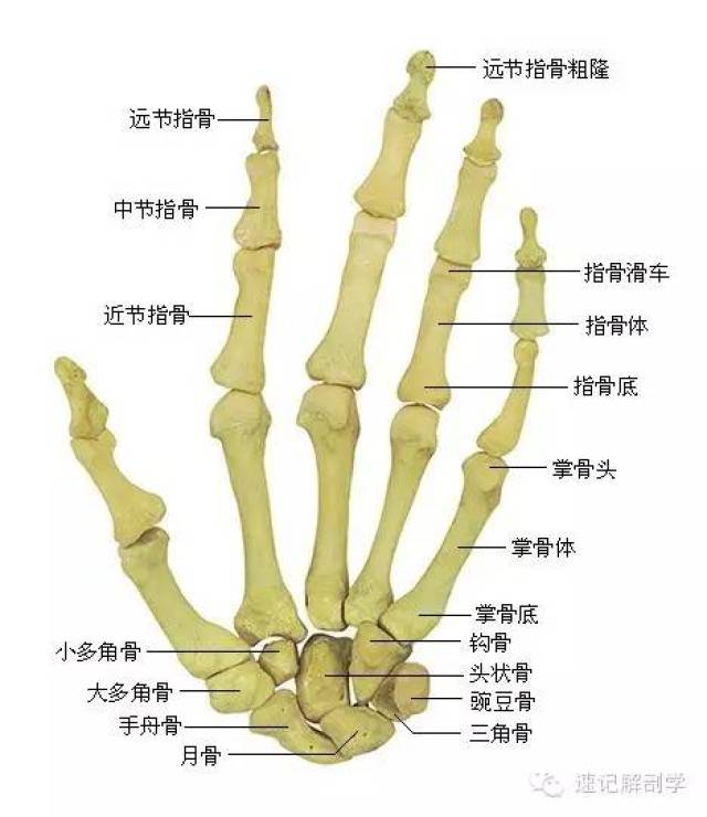 近侧列由外向内依次为手舟骨,月骨,三角骨,豌豆骨