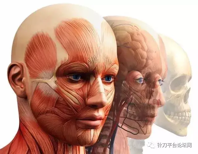 有一种常见的头痛是紧张性头痛,过去称之为"肌肉收缩性头痛",是由于