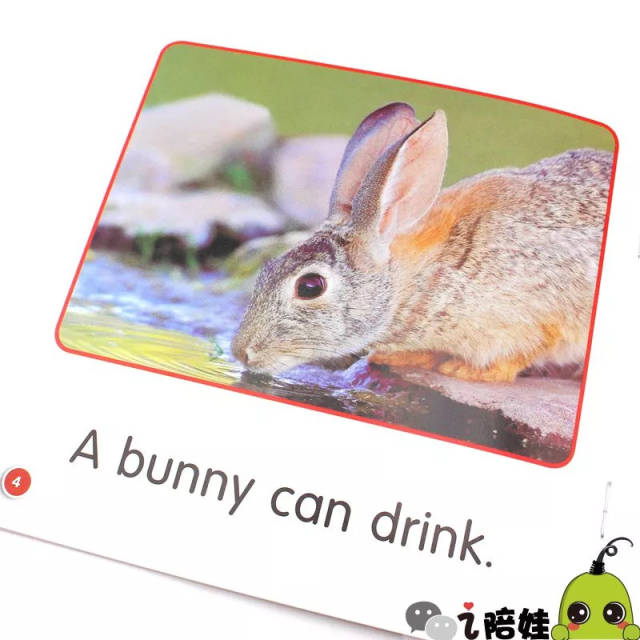 bunny怎么读图片