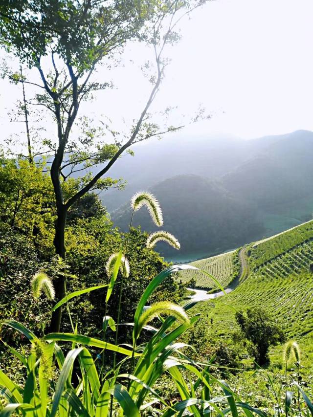 宜兴铜官山南麓之小七尖影像67