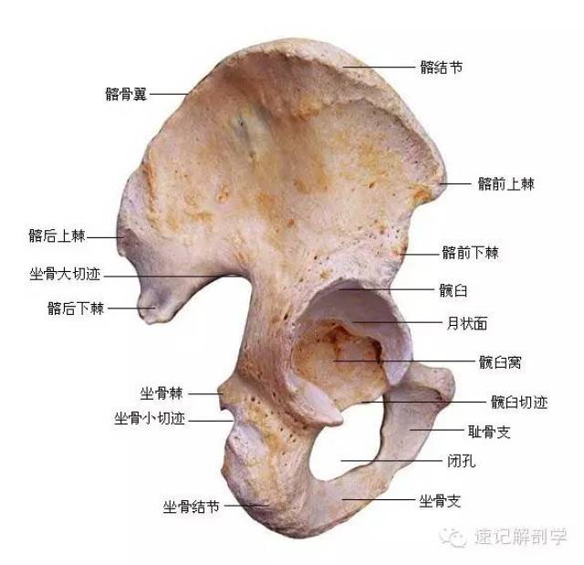 三个一:一面—耳状面;一孔—闭孔;一个嵴—髂嵴;三个二:二窝—髂窝