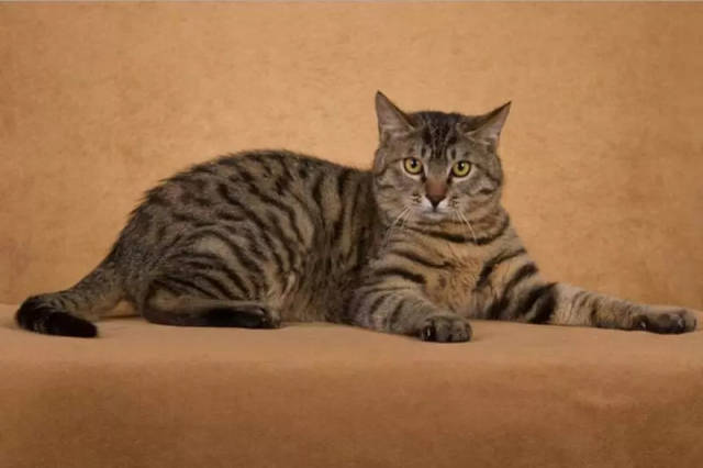 别叫土猫了，它叫狸花猫#动物档案馆#_搜狐网