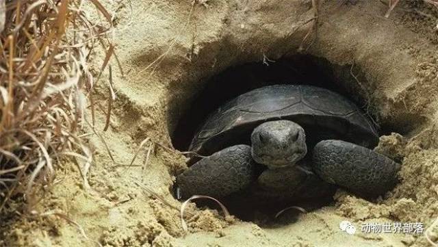 关于乌龟的10条冷知识趣事~(听说最近大家因为龟市心情欠妥~就来插诨