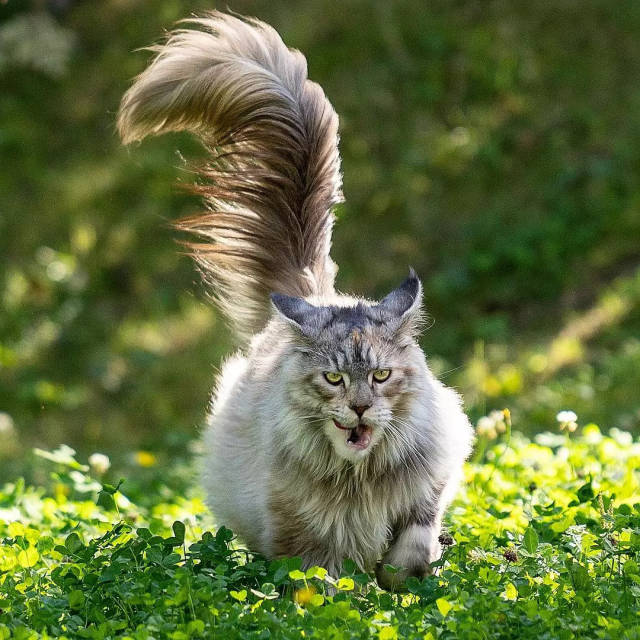 缅因猫不仅身上毛发飘逸,身后的尾巴居然还会开花!