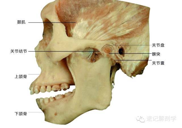 颞下颌关节由下颌骨的髁突(下颌头)与颞骨下颌窝及关节结节构成