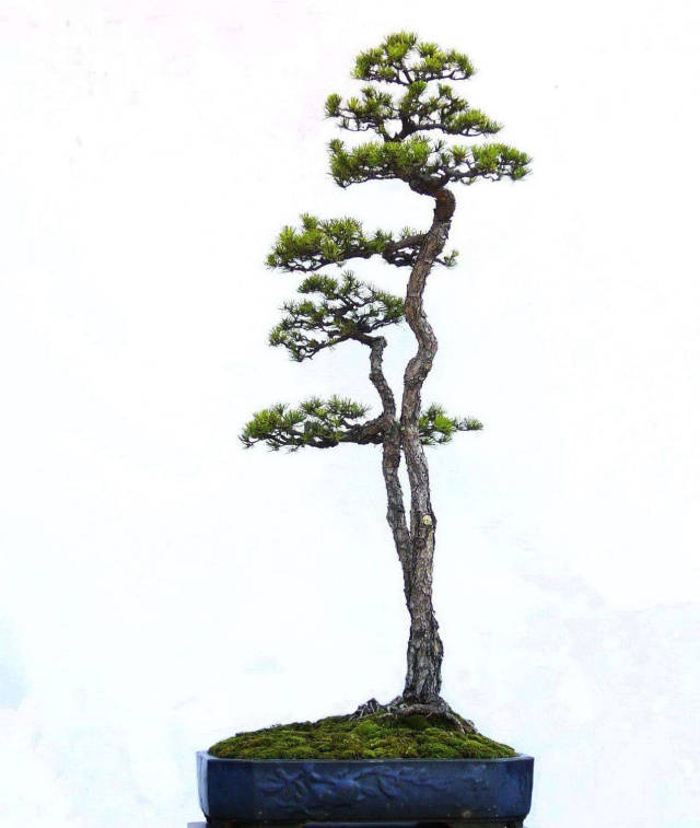 冗繁削尽留清瘦,赏心只有三两枝,景韵恬淡的文人山松盆景