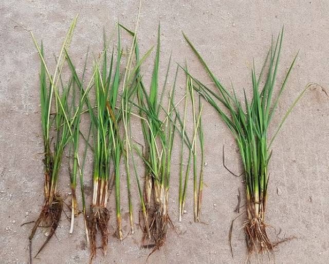 稻瘿蚊防治方法