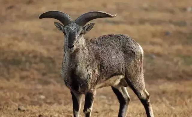 成都人坐不住了!今天起,巴山大峡谷正式开放!