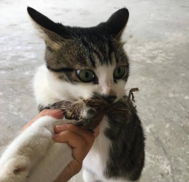 猫咪叼了一只麻雀回来,这战斗力真心太强了,连麻雀都能捉住