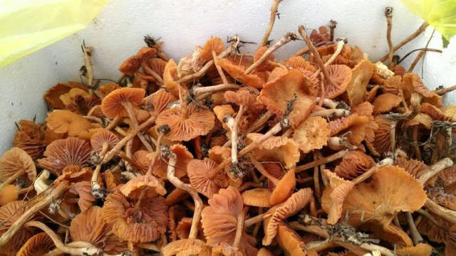 鸡屁股菌,很香很有嚼劲的菌子,林子里面到处都冒出兴奋的声音,看来