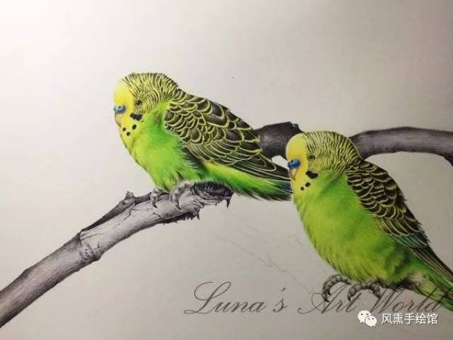 彩铅教程|画几只呆萌的虎皮鹦鹉