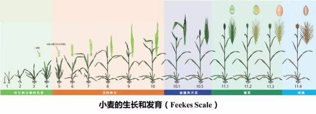 小麦的一生:图解小麦从种子萌发到完熟