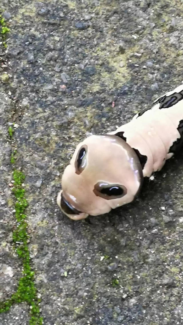 攸县紫云峰惊现"外星虫"?竟大有来头!