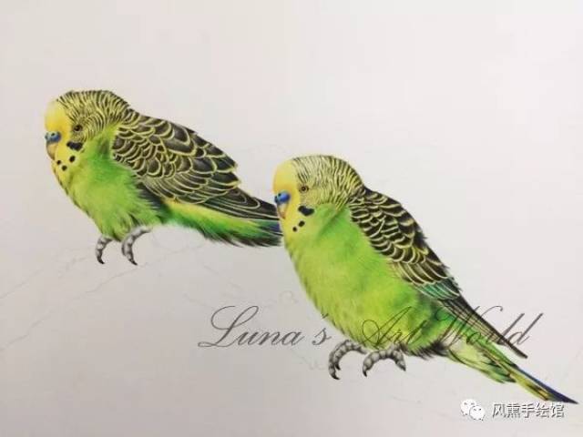 彩铅教程|画几只呆萌的虎皮鹦鹉