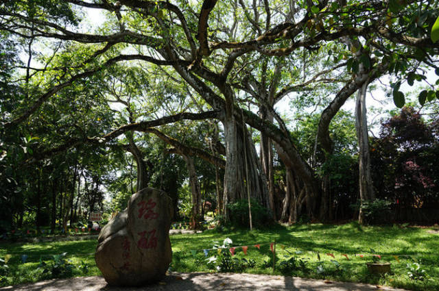 在孟加拉国的热带雨林中,生长着一株大榕树,郁郁葱葱,蔚然成林.