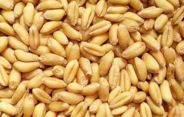 澄城一绝,舌尖上的麦子泡