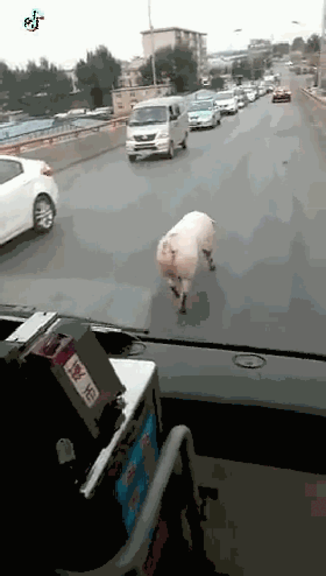 搞笑猪走路动态图片