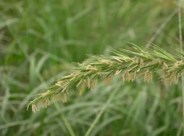 要为您介绍的第二种秦岭特色植物是 华山新麦草,是国家二级保护植物